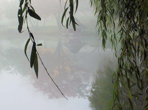 Foggy Park 1