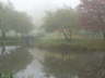 Foggy Park 4