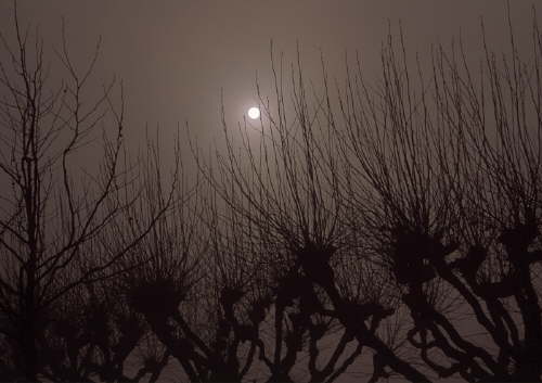 Willows in the Fog